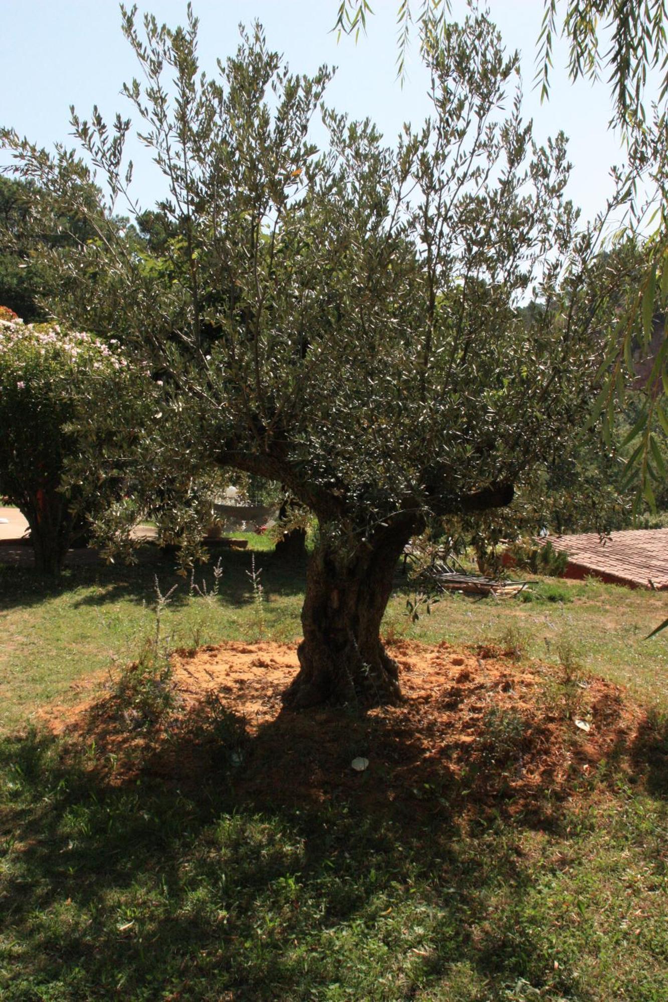 Villa Des Roses Roussillon en Isere Zewnętrze zdjęcie